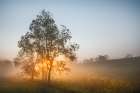 Foggy sunrise, Oldham County, Kentucky Art Print